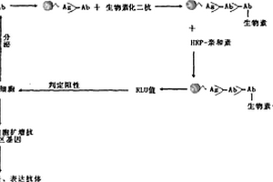 单克隆抗体制备方法