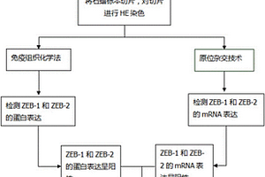 基于ZEB-1和ZEB-2作为标记物预警乳腺癌转移的方法