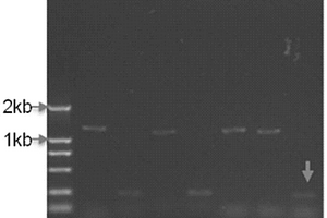 烟草腋芽生长调控基因NtMOC1及其克隆方法与应用