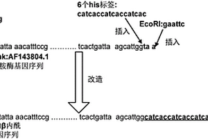 用于制药废水处理的交联β-内酰胺酶聚集体的制备方法
