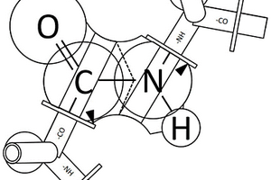 模块化组装肽链空间结构模型