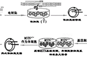 生产MSTN双侧基因敲除的双肌性状体细胞克隆猪的方法