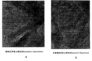 含有碳化生物聚合物和碳纳米管的复合材料