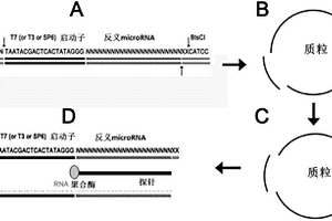 RNA片段及其制备方法和用途