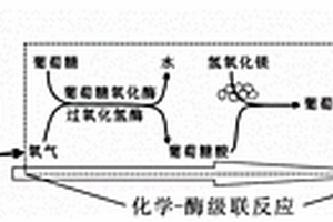 光生物学制氢体系及其制备方法以及应用