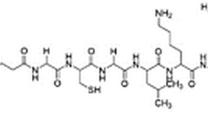 靶向CD19抗体的多肽分子探针及其应用