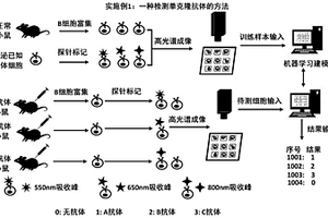 检测单克隆抗体的方法及其应用