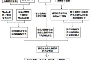 基于光学性质检测的哺乳动物卵母细胞质量评价的方法