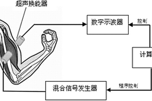 基于超声波衰减测量肌肉疲劳程度的装置和方法