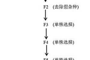 高糖水果花生种质的选育方法