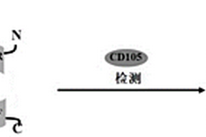 识别CD105的生物探针