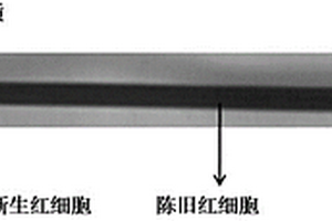 新旧红细胞的分离介质及其制备方法与应用