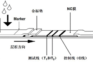 快速无损伤性检测肝肿瘤标志物的方法以及采用的试纸条
