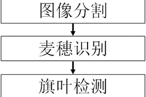基于图像的小麦旗叶无损自动检测及测量方法