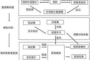 基于深度学习的明虾新鲜度无损检测方法