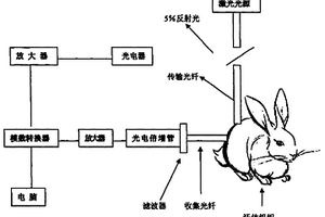 药物体内动力学特性无损在位监测系统及监测方法