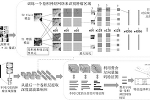 基于深度学习的低级别脑胶质瘤柠檬酸脱氢酶无损预测方法及系统