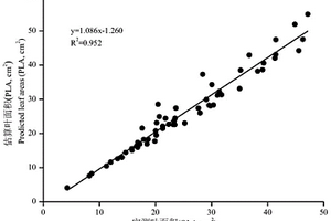 白术叶面积无损估算系统