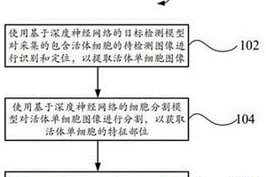 基于深度神经网络对活体细胞形态检测的方法及相关产品