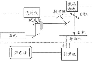生精小管拉曼光谱峰及鉴别生精小管生精功能的方法