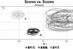 金线莲及其混伪品的鉴别方法