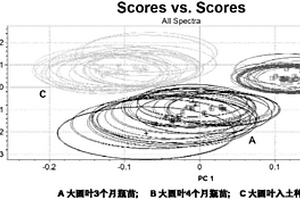 不同栽培方式的大圆叶金线莲的鉴别方法