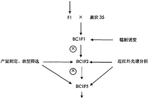利用野生大豆与栽培大豆杂交结合辐射诱变创制高蛋白大豆新种质的方法