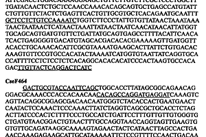 半滑舌鳎雌性特异分子标记及其应用