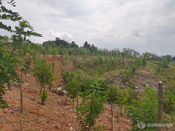 贵阳清镇市：四大措施扎实推动矿山生态恢复治理