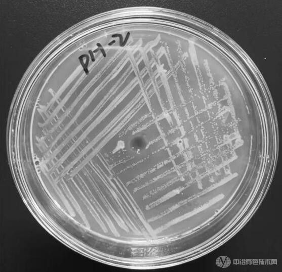 化工溶剂降解菌弯曲假单胞菌PH-2及其在化工废水处理中的应用