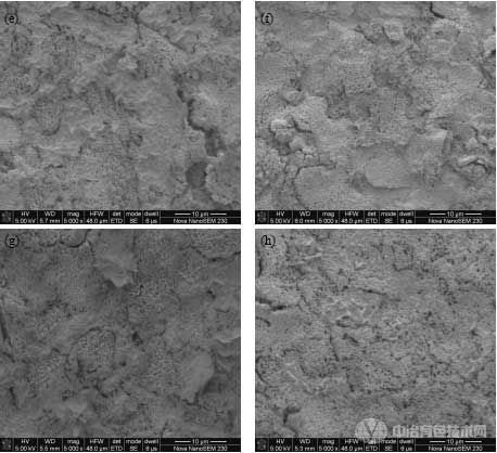 1#–8#合金氧化表面SEM照片;(a)~(h)依次对应1#~8#合金