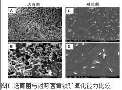 可用于生物冶金的高效菌种