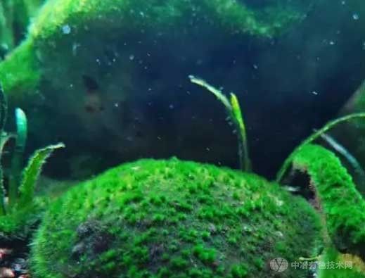 开发新的铜资源！研究员正研究从藻类中提取铜的方法